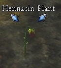 HennacinPlant.jpg